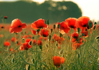 Poppies